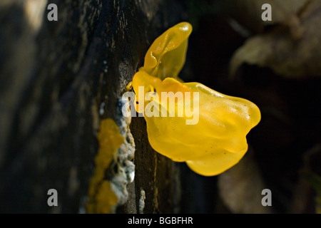 Nahaufnahme von Gelee Pilz Tremella Mesenterica Trivialnamen sind gelbe Gehirn Pilz, goldene Gelee-Pilz und Hexe Butter Stockfoto