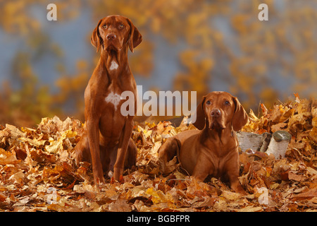 Ungarische Zeiger / Magyar Vizsla, Herbstlaub Stockfoto