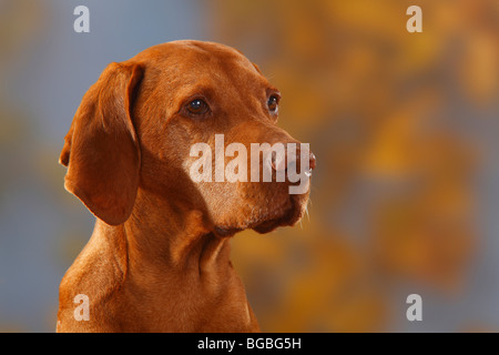 Ungarische Zeiger, 12 Jahre alt / Magyar Vizsla Stockfoto