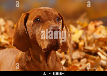 Ungarische Zeiger, 12 Jahre alt / Magyar Vizsla Stockfoto