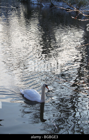 Ein Höckerschwan gleiten durch eisigen See, Crystal Palace Park Stockfoto