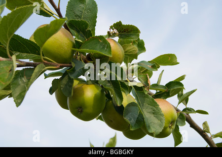 Haufen Äpfel wachsen auf dem Ast eines Apfelbaums im Spätsommer auf eine Zuteilung-Grundstück Stockfoto