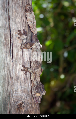 Großes Blatt-tailed Gecko auf Baum in La Mandraka Reserve, Madagaskar Stockfoto