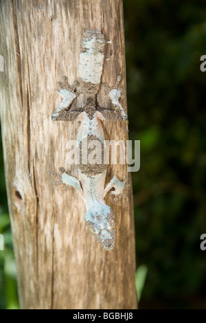 Großes Blatt-tailed Gecko auf Baum in La Mandraka Reserve, Madagaskar Stockfoto