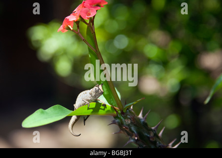 Ein kleinen gehörnten Chamäleon auf einem Blatt, La Mandraka Reserve, Madagaskar Stockfoto