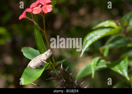 Ein kleinen gehörnten Chamäleon auf einem Blatt, La Mandraka Reserve, Madagaskar Stockfoto