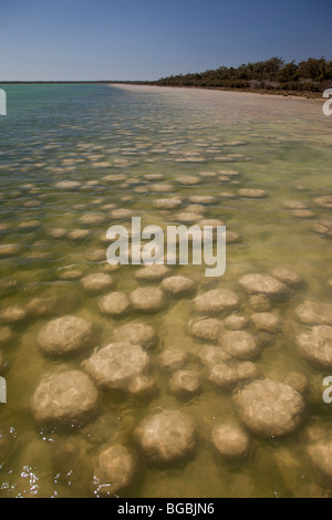 Thrombolites, Lake Clifton, Yalgorup National Park, Western Australia, Australia Stockfoto