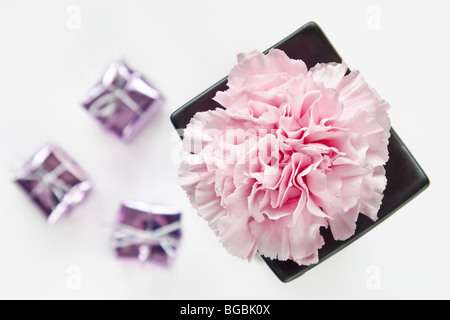 Rosa Nelke und drei kleine Parzellen Stockfoto