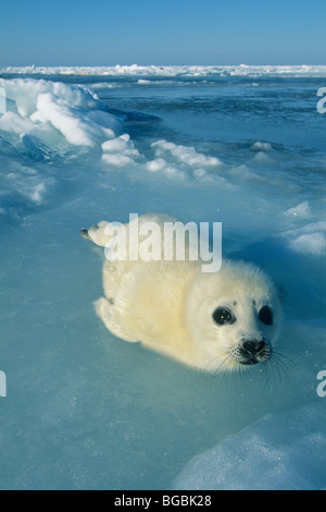 Harp Seal pup, (Phoca Groenlandica), Anfang März, Magdalen Island, Quebec, Ost Kanada Stockfoto