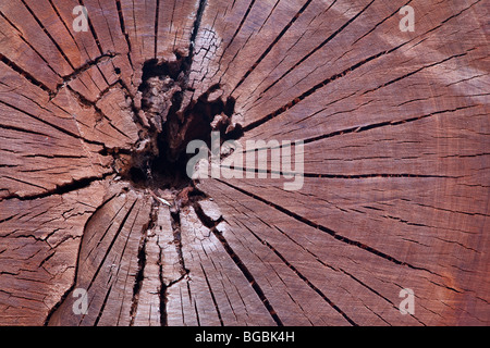 Schnitt durch eine gefällte Karri Baum, Eukalyptus Diversicolor, Western Australia Stockfoto