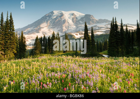 Sommer Wildblumen, Mt. Rainier Nationalpark, Washington Stockfoto