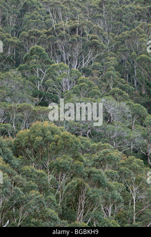 Karri-Wald, Walpole, Westaustralien Stockfoto