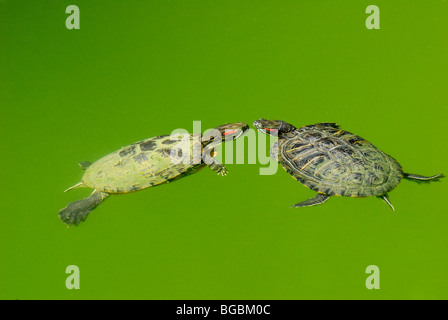 Rot-Schmuckschildkröte Sumpfschildkröten (ist Scripta Elegans) Zagreb, Kroatien. Stockfoto