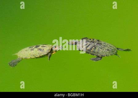 Rot-Schmuckschildkröte Sumpfschildkröten (ist Scripta Elegans) Zagreb, Kroatien. Stockfoto