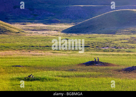 Schwarz-angebundene Graslandhunde, Schwarzschwanz-sich in Dog Town entlang der Route des Frenchman River Valley Ecotour im Block West Stockfoto