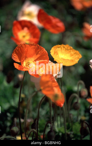 Orange und gelbe Mohn hautnah im Garten Stockfoto