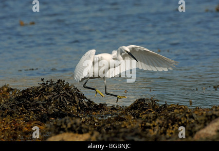 Seidenreiher Stockfoto