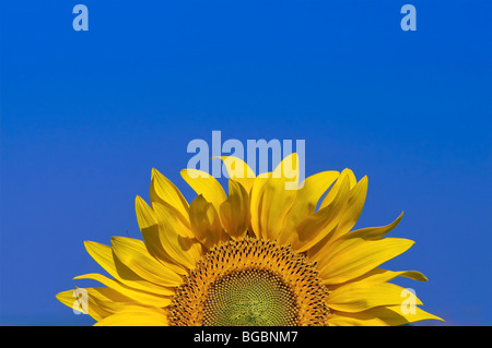 Sun Flower und blauer Himmel Stockfoto