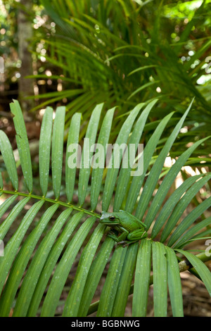 Weißlippen-Laubfrosch, Litoria Infrafrenata, Mission Beach, Queensland, Australien Stockfoto