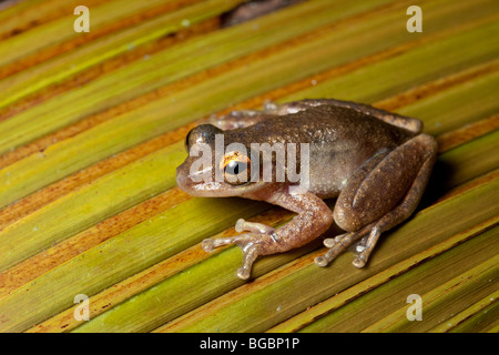 Grasfrosch Nebel, Litoria Rheocola, Josephine fällt, Queensland, Australien Stockfoto