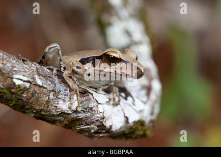 Roths Laubfrosch, Litoria Rothii, Josephine Falls, Queensland, Australien Stockfoto