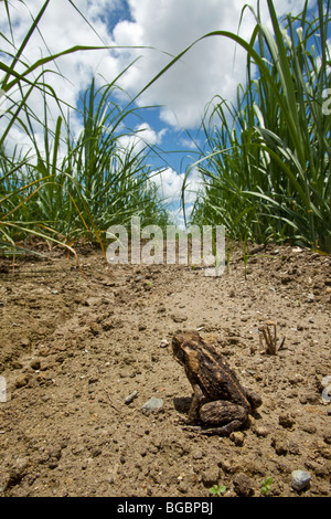 Cane Toad oder Marine Kröte, Schädlingsbekämpfer Marina (ehemals Bufo Marinus), in einem Zuckerrohrfeld Gordonvale, Queensland, Australien Stockfoto