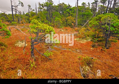 Verzerrte Ufer Pinien, Pinus Contorta var. Contorta und Sphagnum-Moos, Sphagnum Cymbifolium, wächst im Moor entlang der Stockfoto