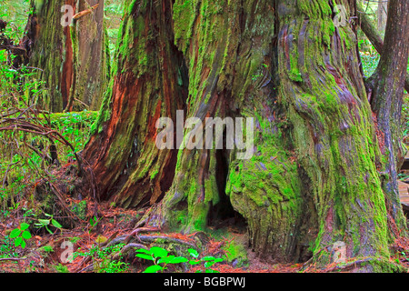 Moos bedeckt Basis eines großen western Redcedar Baumes (westliche rote Zeder), Thuja Plicata, entlang der Rainforest Trail in der Küstenregion Stockfoto