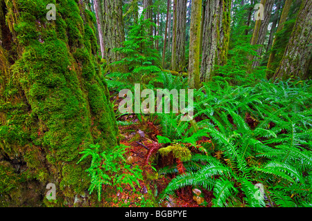 Moos bedeckt, Bäume und Farne wachsen im Cathedral Grove Regenwald, MacMillan Provincial Park, Vancouver Island, British Columb Stockfoto