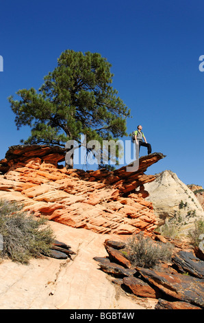 Wanderer, Checkerboard Mesa, Zion Nationalpark, Utah, USA Stockfoto