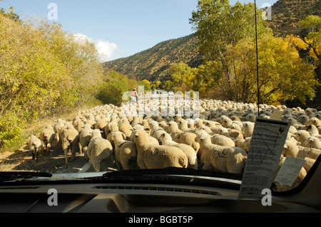 Herde von Schafen, die Sperrung der Straße Panguitch, Utah, USA Stockfoto