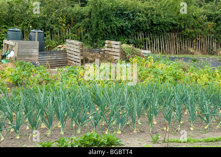 Eine Zuteilung Plot zeigt Reihen von Zwiebeln wachsen in den Vordergrund vor Kartoffeln und etwas Kompost-Behälter im Hintergrund. Stockfoto