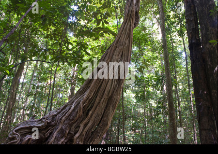 Affe Leiter (Bauhinia Glabra) Iwokrama Rainforest Guayana Schild Guyana in Südamerika Oktober Stockfoto