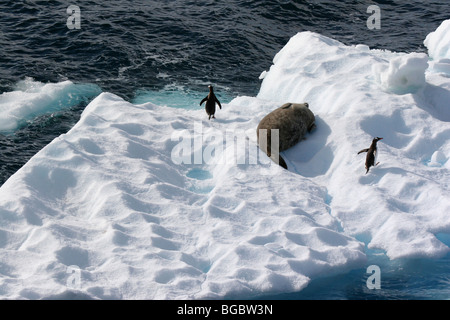 Gentoo Penguins und Weddell Dichtung auf Brummstimme, Gerlache Strait, Antarktis Stockfoto