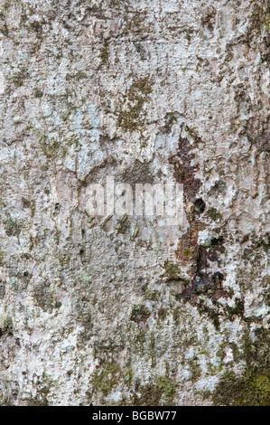 Mango (Mangifera SP.) Baumstamm Kaieteur Nationalpark Guayana Schild Guyana in Südamerika Oktober Stockfoto