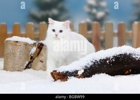 Sibirische Waldkatze, weiß / Sibirische Katze, Sibirien Stockfoto