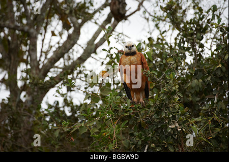 Schwarz-Kragen Hawk auf einem Ast, Busarellus Nigricollis, PANTANAL, MATO GROSSO, Brasilien, Südamerika Stockfoto