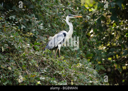 Cocoi Heron, Ardea Cocoi, PANTANAL, MATO GROSSO, Brasilien, Südamerika Stockfoto