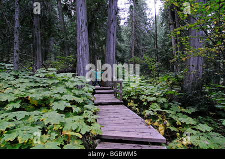 Kind auf dem riesigen Zedern Boardwalk, Mount Revelstoke National Park, Britisch-Kolumbien, Kanada Stockfoto