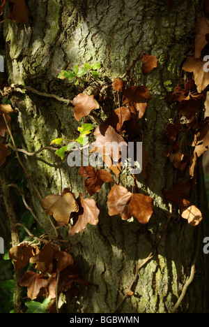 Ivy Wicklung um den Baumstamm in der Herbst-Sonne Stockfoto