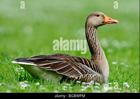 Graugans (Anser Anser) Stockfoto