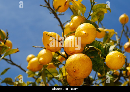 Zitronenbaum, Ibiza, Kiefer-Inseln, Balearen, Spanien, Europa Stockfoto