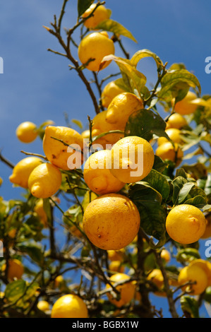 Zitronenbaum, Ibiza, Kiefer-Inseln, Balearen, Spanien, Europa Stockfoto