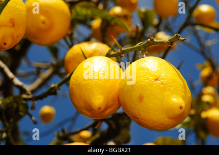 Zitronenbaum, Ibiza, Kiefer-Inseln, Balearen, Spanien, Europa Stockfoto