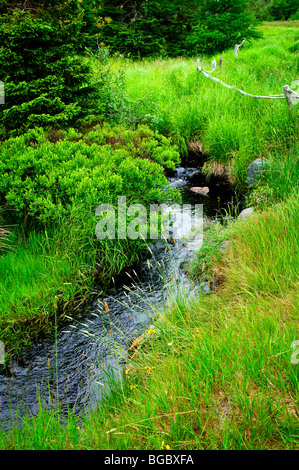 Kleiner Bach unter frischen grünen Sommer Wald in Neufundland Stockfoto