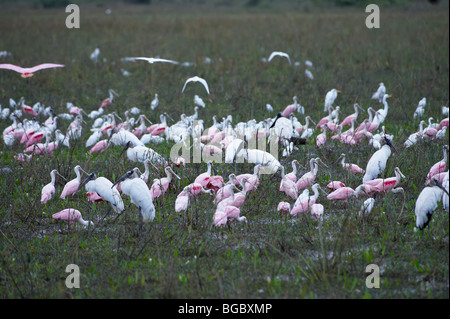 Gruppe von Holz Störche und rosige Löffler, Mycteria Americana und Ajaja Ajaja, PANTANAL, MATO GROSSO, Brasilien, Südamerika Stockfoto