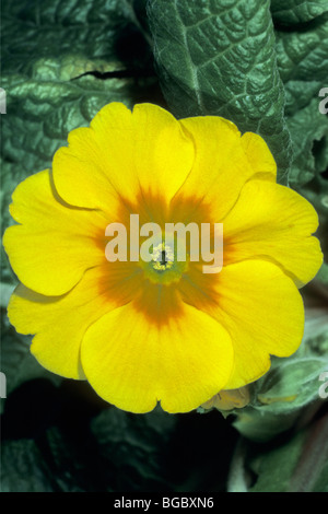 Garten Primel (Primula Acaulis-Hybrid, Primula Vulgaris-Hybrid), gelbe Blume. Stockfoto