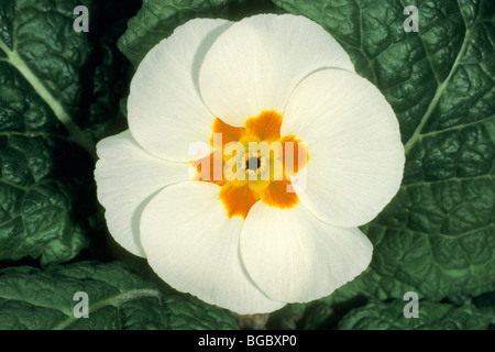 Garten Primel (Primula Acaulis-Hybrid, Primula Vulgaris-Hybrid), weiße Blume. Stockfoto