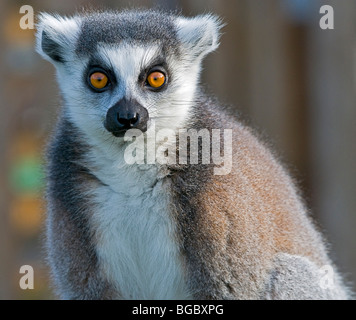 Ein Ring tailed Lemur starrte auf die Kamera Stockfoto