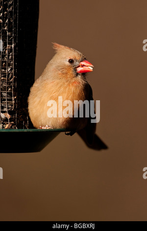 Weiblichen nördlichen Kardinal sitzt auf Saatgut Zuführung. Stockfoto